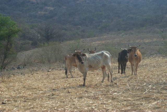 También los ganaderos viven su periodo de vacas flacas. 