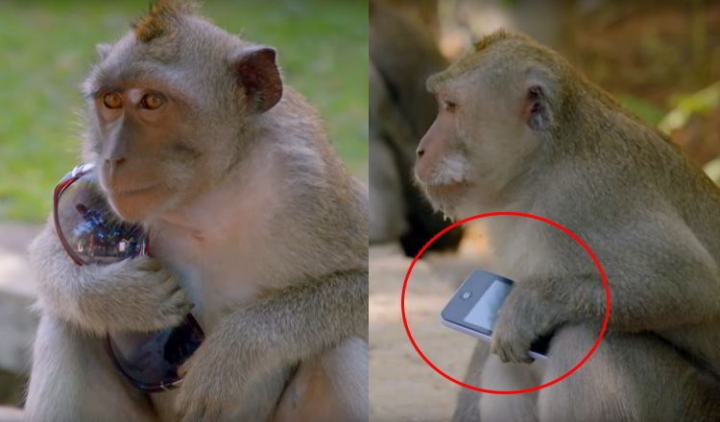Monos se vuelven expertos en extorsionar turistas en Bali