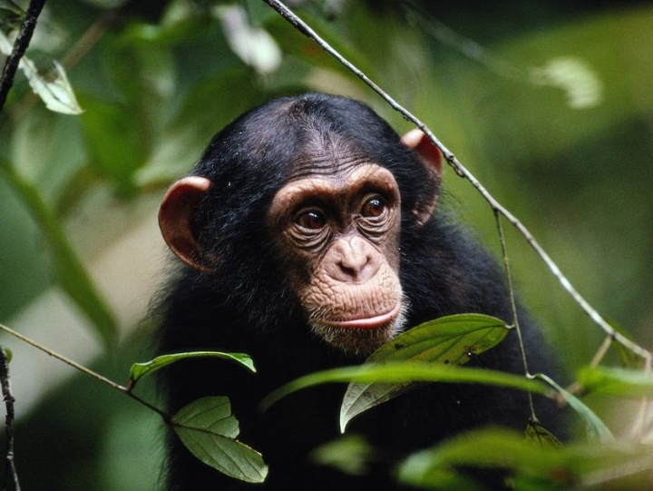 Chimpancés se comunican con gestos al igual que los humanos, indica estudio