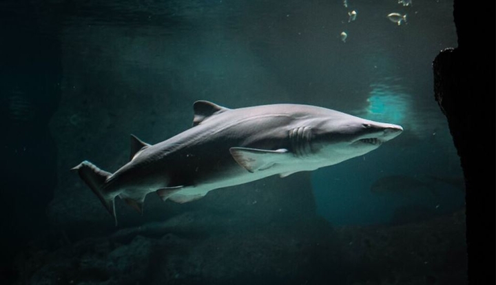 Descubren por qué los tiburones blancos atacan a los humanos