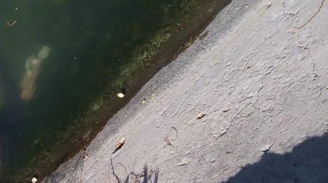 Hallan el cadáver de un hombre en un canal de riego en Zacatepec