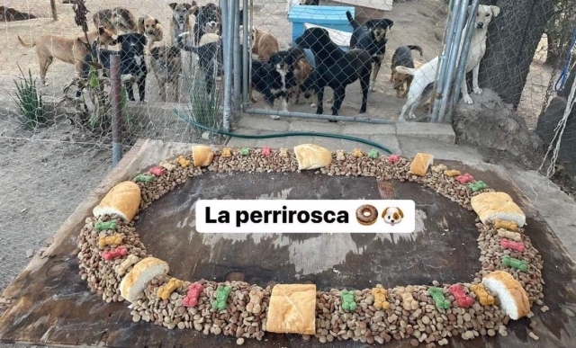 Dulce generosidad: Refugio crea &#039;perrirosca&#039; y alimenta perritos desamparados