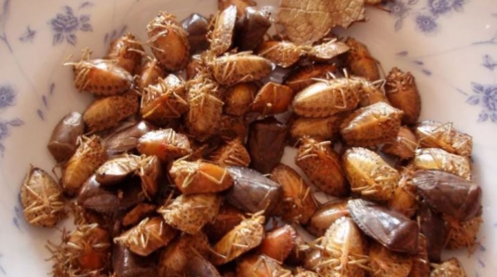 La leyenda de los jumiles, el significado detrás de los insectos comestibles de Guerrero