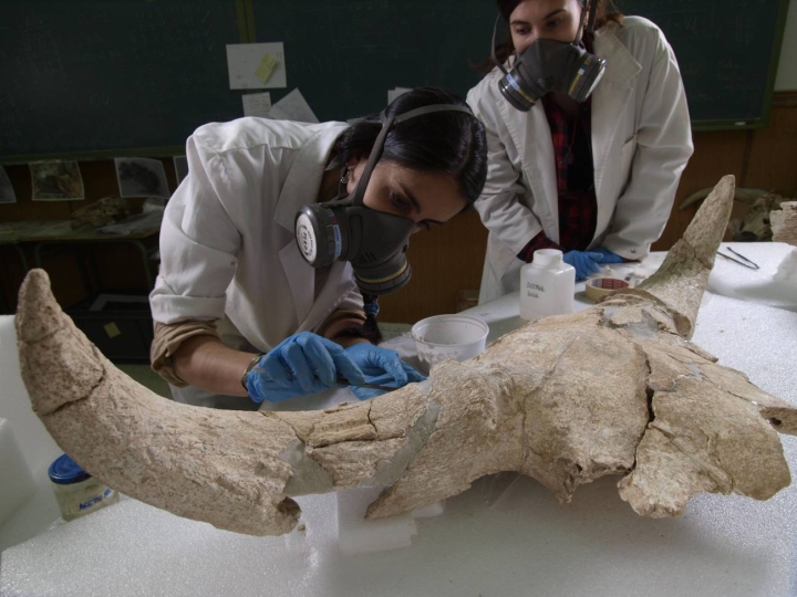 En el yacimiento se encontraron dos cráneos de rinoceronte de la especie Stephanorhinus hemitoechus