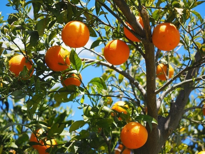 Árboles frutales ideales para plantar en julio 2024