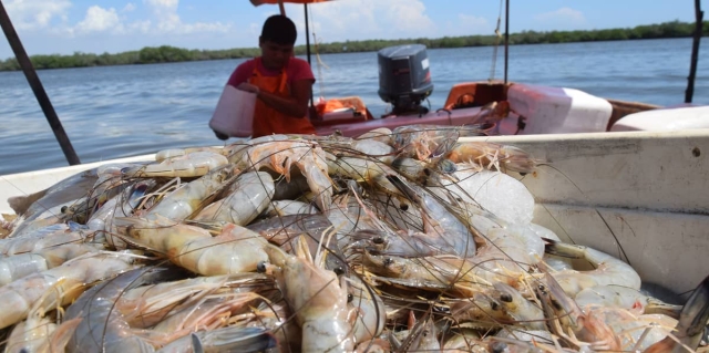 México mantiene certificación de Estados Unidos para exportar camarón