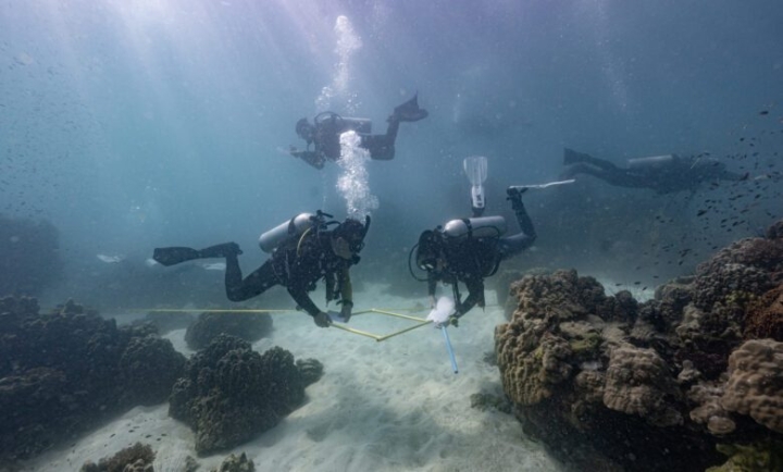 Enfermedad de la banda amarilla destruye corales del golfo de Tailandia