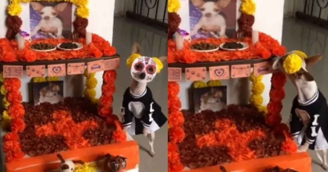 Perrito honra a amigos caninos con ofrenda de día de muertos