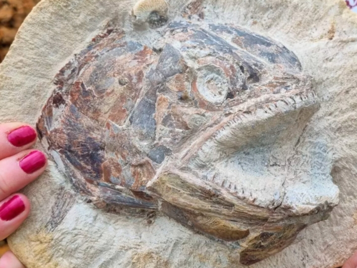 Encuentran un asombroso fósil de un pez del Jurásico