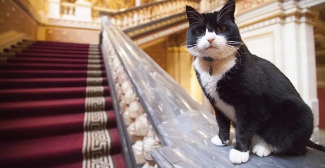 Palmerston, el gato diplomático, regresa al servicio como &quot;consultor de relaciones felinas&quot; en Bermudas