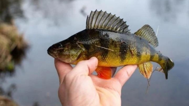 EU, en alerta sanitaria: comer pescado de ríos o lagos es igual a tomar agua contaminada
