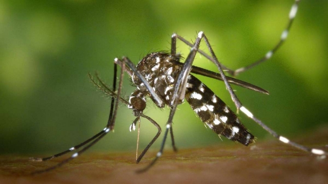Alertan contra proliferación del dengue