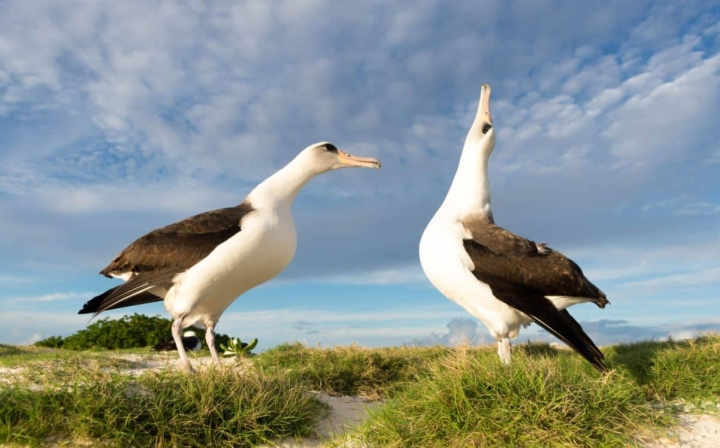 El serio problema de los albatros que se divorcian por condiciones climáticas