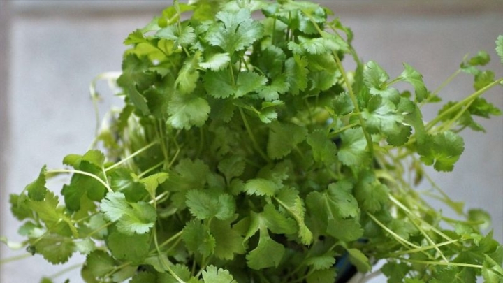 ¿Cómo puedo conservar mi cilantro fresco por más tiempo?, checa está sencilla técnica para lograrlo
