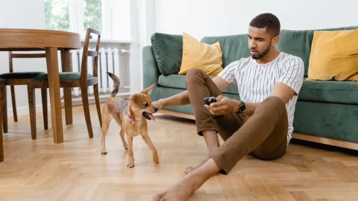 ¿Cómo proteger tu piso laminado si tienes perro? Sin rayones, ni olor a orina