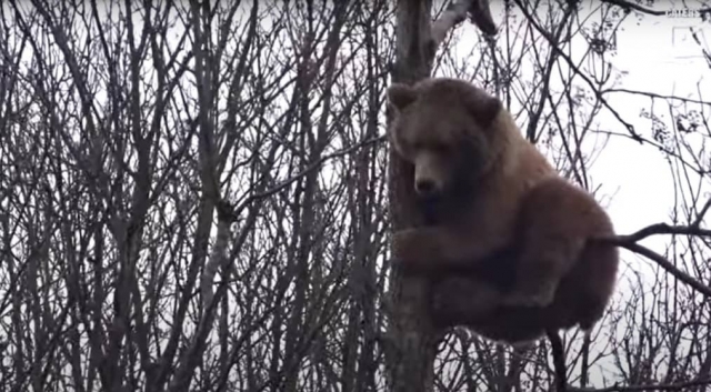 Un oso sube a un árbol para alcanzar un nido de pájaros.