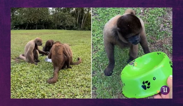 Se anotó como voluntaria para cuidar monos rescatados y su historia se volvió viral