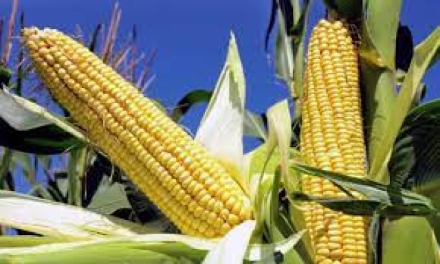 México, dispuesto a resolver controversia de maíz transgénico en panel del T-MEC: AMLO
