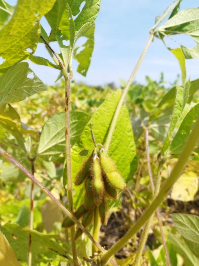 Abren cultivo de soya en Morelos, un proyecto que nació de la escuela pública