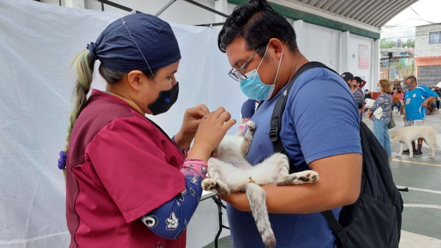 Mil 519 perros y gatos esterilizados en 2023 en Jiutepec: alcalde Rafael Reyes