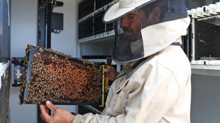 Colmenas robóticas: una forma de cuidar a las abejas