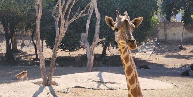 Zoológico de Culiacán aclara lo sucedido con la jirafa, no estaba desaparecida