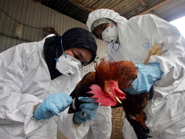China reporta primer caso humano de gripe aviar H3N8