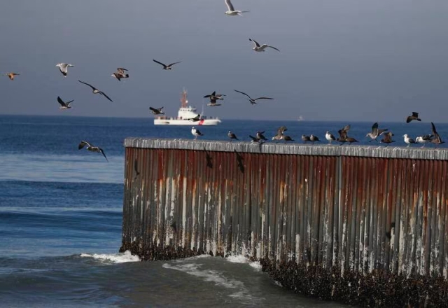 ‘El Niño’ deja 300 aves muertas en costas del Pacífico; descartan riesgos de gripe aviar