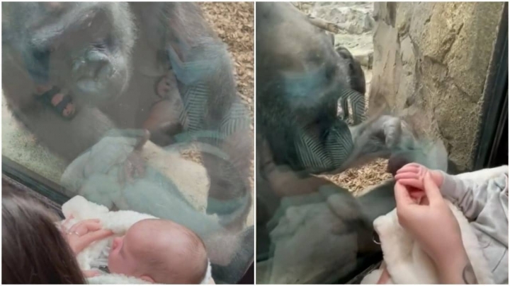 Un gorila intenta cargar a una bebé a través de un cristal en un zoológico.