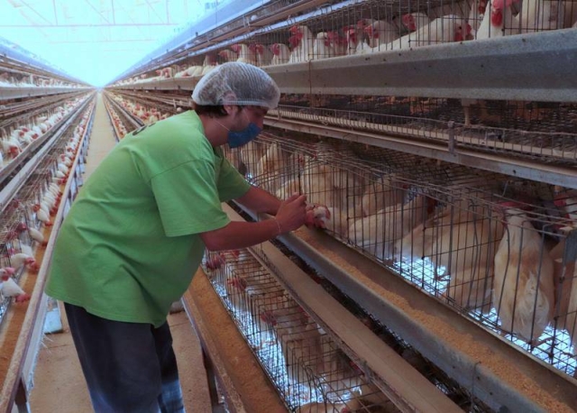 Influenza aviar AH5N1 en México: Senasica vacunará a aves de corral