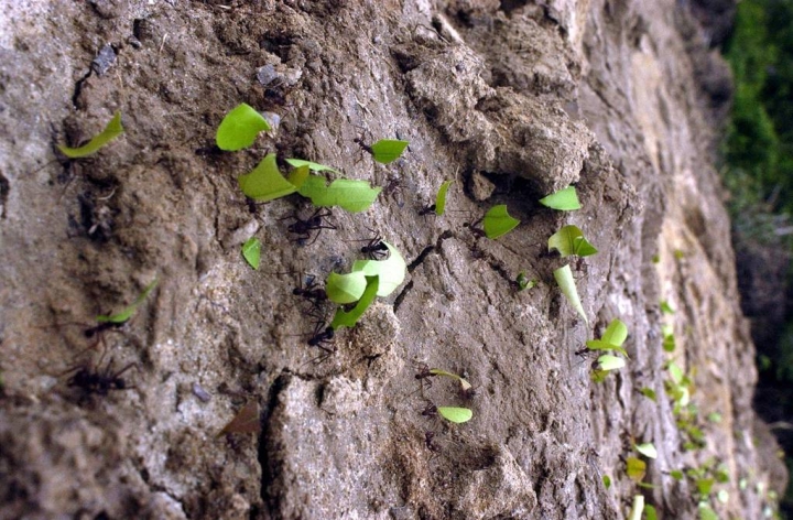 Protege tus árboles: Solución definitiva contra hormigas