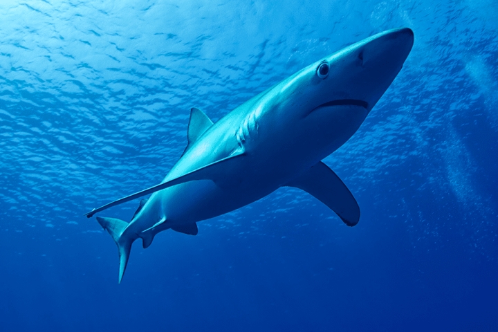 Tiburón azul puede cambiar de color como un camaleón, revela estudio