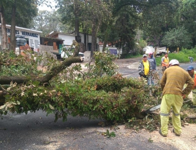 Retiran árbol colapsado sobre carretera libre México-Cuernavaca