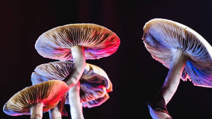 ¡No lo vas a creer! Los hongos mágicos ayudan a combatir el alcoholismo, revela estudio