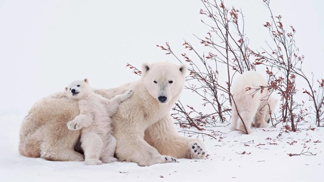 Guardianes del hielo: Descubre los fascinantes datos del oso polar en su día internacional