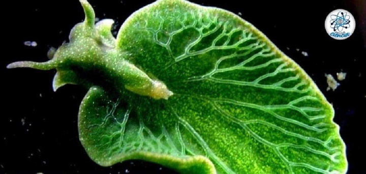 Científicos han encontrado al único animal capaz de realizar fotosíntesis de una manera extraordinaria