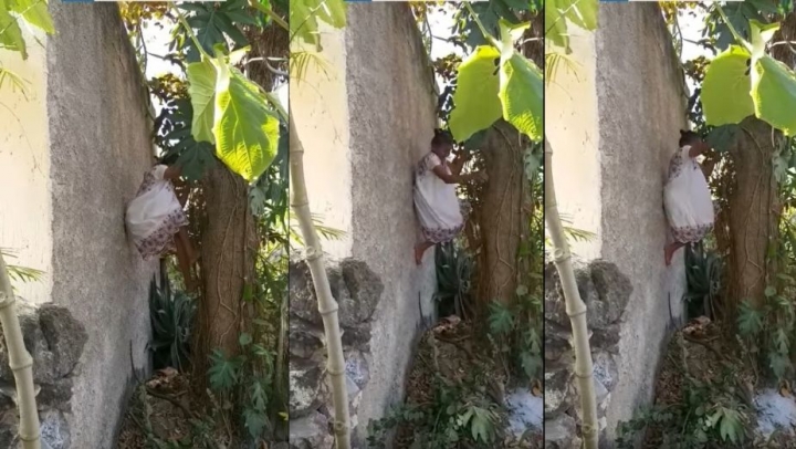 Abuelita trepa árbol para cortar fruta.