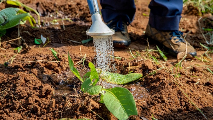 ¿Cómo preparar el agua de riego para que tus plantas crezcan fuertes?