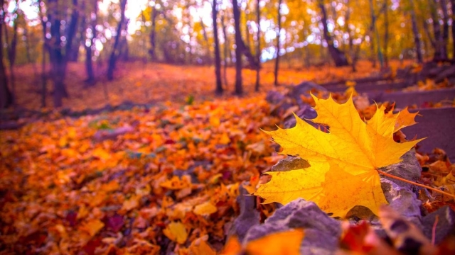 Equinoccio de otoño: Reinventate con estos rituales y mensajes de los astros