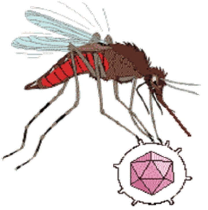 El 26 de agosto: “Día Internacional contra el Dengue”