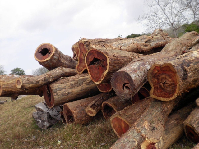 Sobreexplotación amenaza al cocobolo, árbol clave para ecosistemas y comercio