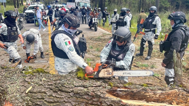 Mantienen acciones para combatir la tala clandestina en Morelos