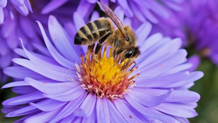 ¿Te late la naturaleza? Descubre como puedes ayudar a rescatar 4 millones de abejas en México