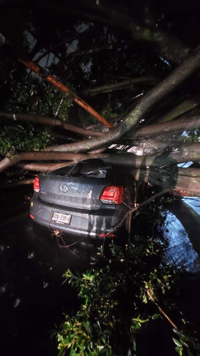 Las lluvias del martes por la noche ocasionaron la caída de árboles en tres colonias de Cuernavaca. 