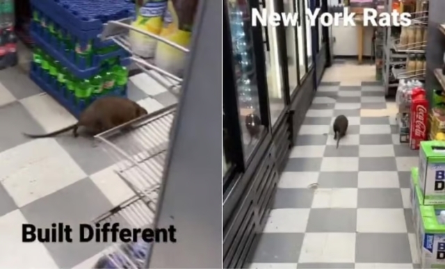 Invasión en Nueva York! Ratas gigantes causan asombro en redes sociales