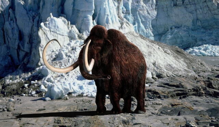 Descubren cromosomas fósiles en un mamut lanudo de 52,000 años