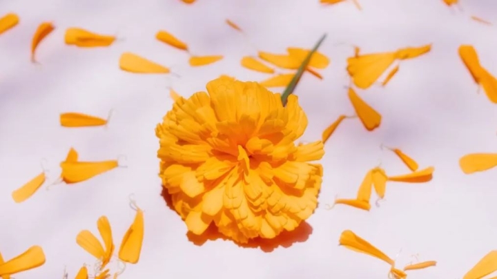 Qué significa tener flores de Cempasúchil en casa y cuál es su origen?