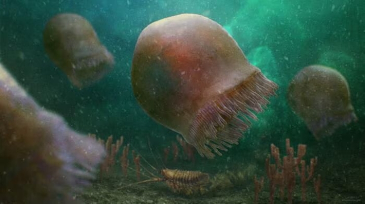 Hallazgo Asombroso: Encuentran antigua medusa nadadora