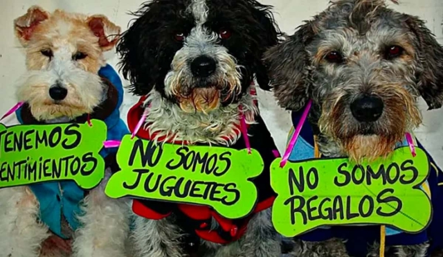 Animalistas piden no regalar mascotas en estas fiestas