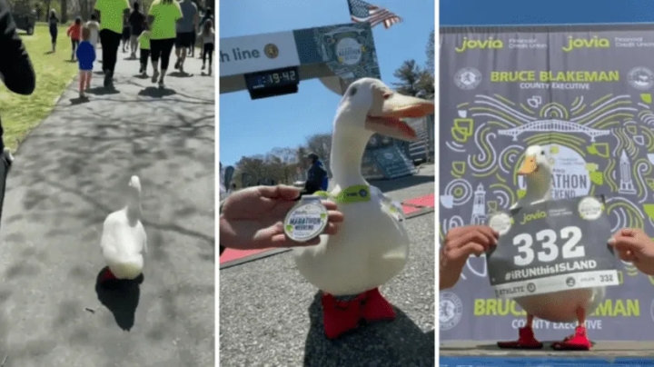 Pato corre un maratón y hasta obtiene una medalla